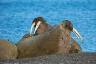 Walruses (9) / Walruses basking on the beach at Dolerittneset, Svalbard