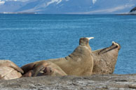 Walruses (6) / Walruses basking on the beach at Dolerittneset, Svalbard