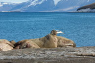 Walruses (10) / Walruses basking on the beach at Dolerittneset, Svalbard