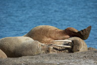 Walruses (7) / Walruses basking on the beach at Dolerittneset, Svalbard