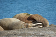 Walruses (8) / Walruses basking on the beach at Dolerittneset, Svalbard