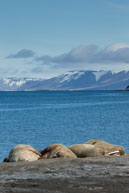 Walruses (2) / Walruses basking on the beach at Dolerittneset, Svalbard