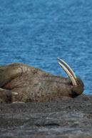 Walruses (4) / Walruses basking on the beach at Dolerittneset, Svalbard