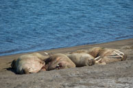 Walruses (1) / Walruses basking on the beach at Dolerittneset, Svalbard