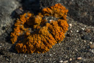 Fringed sandwort / Orange coloured Fringed sandwort on the tundra at Dolerittneset, Svalbard