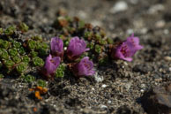Purple Saxifrage (1) / Beautiful purple flowers (Purple Saxifrage) on the tundra at Dolerittneset, Svalbard