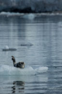 Bearded seal (3) / Bearded seal on the ice at Burgerbukta / Brepollen, Svalbard