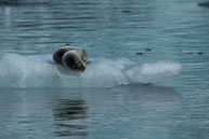 Bearded seal (2) / Bearded seal on the ice at Burgerbukta / Brepollen, Svalbard