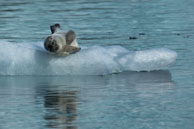 Bearded seal (4) / Bearded seal on the ice at Burgerbukta / Brepollen, Svalbard