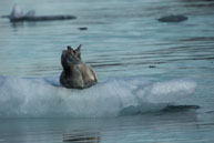 Bearded seal (5) / Bearded seal on the ice at Burgerbukta / Brepollen, Svalbard