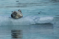Bearded seal (1) / Bearded seal on the ice at Burgerbukta / Brepollen, Svalbard