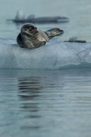 Bearded seal (7) / Bearded seal on the ice at Burgerbukta / Brepollen, Svalbard