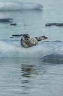 Bearded seal (9) / Bearded seal on the ice at Burgerbukta / Brepollen, Svalbard