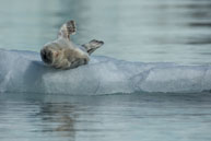 Bearded seal (6) / Bearded seal on the ice at Burgerbukta / Brepollen, Svalbard