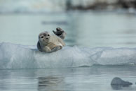 Bearded seal (10) / Bearded seal on the ice at Burgerbukta / Brepollen, Svalbard