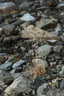 Deschampsia alpina / Grasses growing out of the rocky tundra at Isbjørnhamna, Svalbard