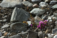 Purple Saxifrage (3) / Beautiful purple flowers (Purple Saxifrage) on the tundra at Isbjørnhamna, Svalbard