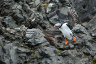 Airbourne / Atlantic puffin takes off from the cliffs near 14th July Glacier, Svalbard