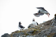 Coming in to land / Atlantic puffin coming n to land by other puffins near 14th July Glacier, Svalbard