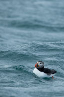 Bobbing up and down / Atlantic puffin is bobbing up and down in choppy waters near 14th July Glacier, Svalbard