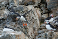 Take-off / Atlantic puffin takes off from the cliffs near 14th July Glacier, Svalbard