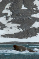 Bearded seal (14)) / Bearded Seal on the ice at 14th July Glacier, Svalbard