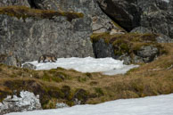 Arctic fox cub walking across the snow / Arctic fox cub and mother on the tundra at Alkhornet, Svalbard