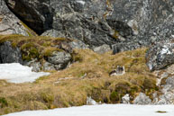 Arctic fox cub approaching mother / Arctic fox cub and mother on the tundra at Alkhornet, Svalbard