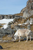 Reindeer (4) / Reindeer on the tundra at Alkhornet, Svalbard