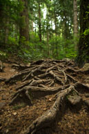 Roots on a Biking Trail / From my trip in October 2014 to  Vancouver showing the contrast between city and nature