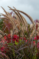 Grasses & Flowers / From my trip in October 2014 to  Vancouver showing the contrast between city and nature