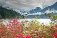 Flowers by Cleveland Dam / From my trip in October 2014 to  Vancouver showing the contrast between city and nature