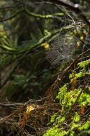 Spider's Web / From my trip in October 2014 to  Vancouver showing the contrast between city and nature