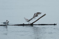 Bird on a floating branch / From my trip to Victoria and Vancouver Island in the Fall (October 2014)
