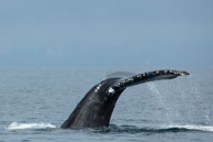 Humpback Whale Tail #2 / From my trip to Victoria and Vancouver Island in the Fall (October 2014)