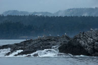Birds perched on the rocks / From my trip to Victoria and Vancouver Island in the Fall (October 2014)