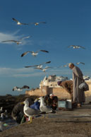 Outside the Fish Market / Workers gutting fish outside the market in Essaouira (Morocco) whilst seagulls hover above