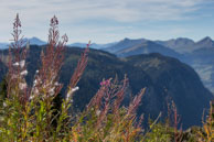 Mountain flowers / Beautiful mountatin flowers with a view over the Alps in autumn