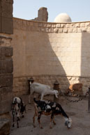 Goats in the street / Group of goats grazing in an Islamic Cairo street