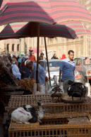 Livestock stall / Rabbits & ducks waiting to be sold on Islamic Cairo stall