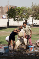 Washing goats / Group of young people washing goats by the road in Cairo
