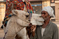 Camel kissing owner / Camel kissing its owner in Giza near the Pyramids
