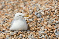 Sea Gull / A sea gull sitting on the pebbly beach