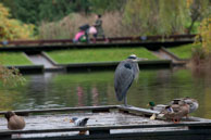 Watchful Heron / Heron looking over pond on Granville Island
