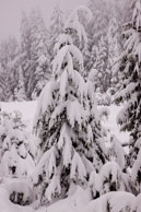 Snowy tree / Snow covered tree on Cypress Mountain
