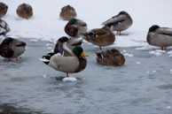 Duck on ice / Even the ducks where finding it cool in the snow
