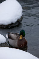 Duck in the snow / There is still some water for this duck inspite of the snow