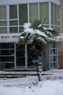 Palm tree in the snow / Palm tree in the snow in front of the Beach Apartments