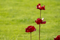 Three Poppies / In celebration of the 100 years stince the start of World War I, ceramic artist Paul Cummins, with setting by stage designer Tom Piper, have started the installation of 