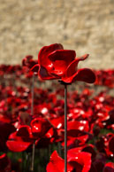 Poppy against the wall / In celebration of the 100 years stince the start of World War I, ceramic artist Paul Cummins, with setting by stage designer Tom Piper, have started the installation of 